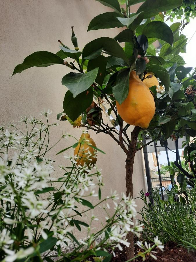 Residence Il Capodoglio Rimini Dış mekan fotoğraf